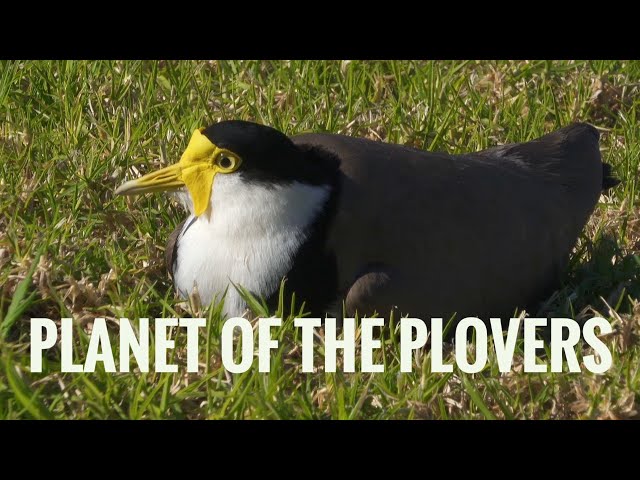 PLANET OF THE PLOVERS