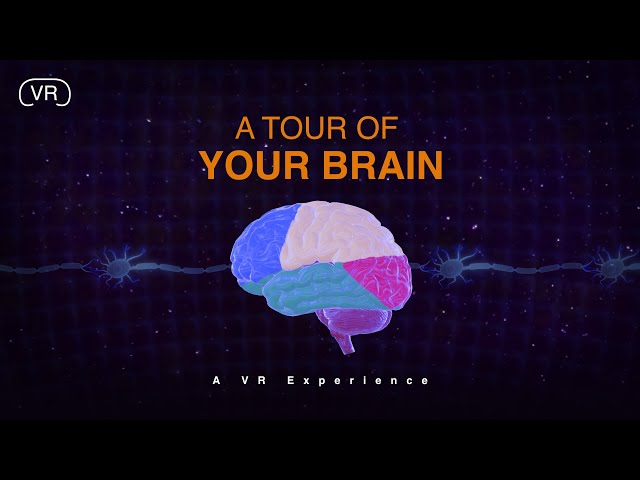 A Peak Inside Your Brain | VR Lesson