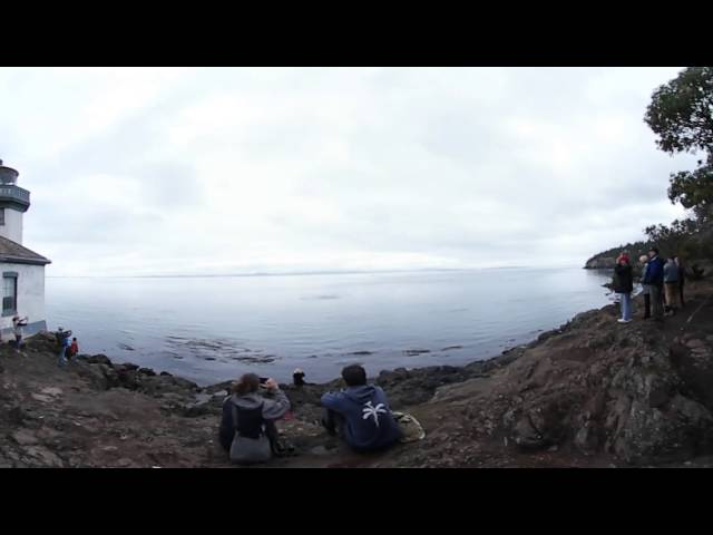 Orcas at Lime Kiln Point