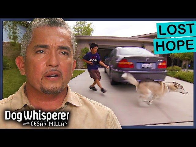 Young Owner Can’t Handle His Wild Husky! | Dog Whisperer With Cesar Millan