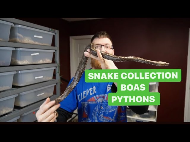 REPTILE ROOM TOUR /COLLECTION, WHATS in the ARS 7030 SNAKE RACK?  Redtail Boa Constrictors, Pythons