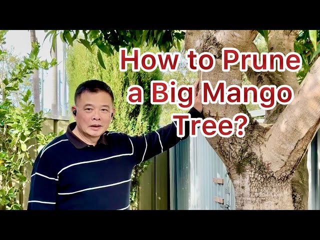 How to Prune a Big Mango Tree? More fruit & Less disease.