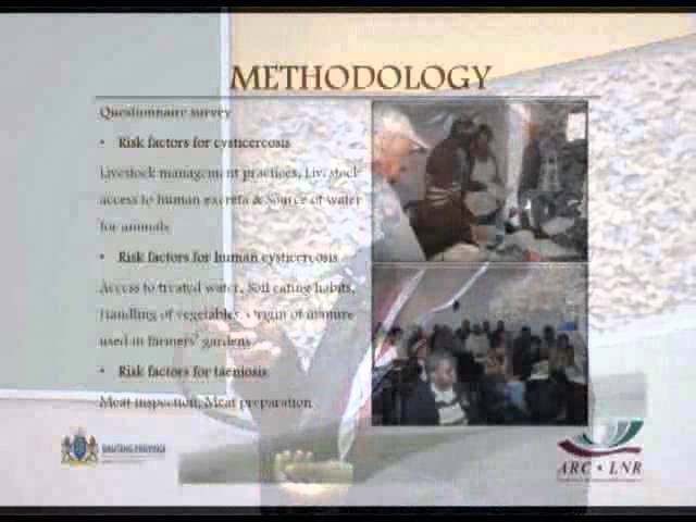Taenia cysticercosis in pigs
