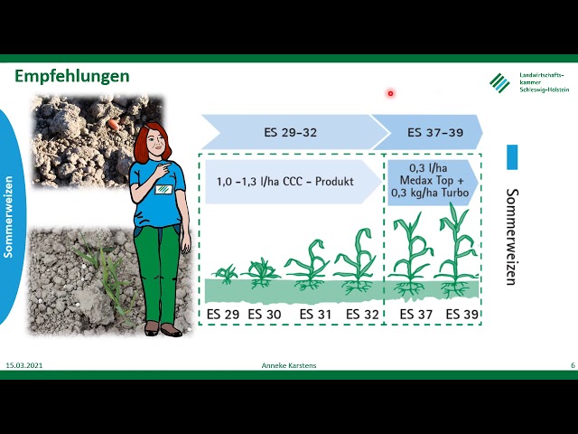 Krankheiten + Wachstumsregler im Sommerweizen, Frühjahr 2021, LKSH
