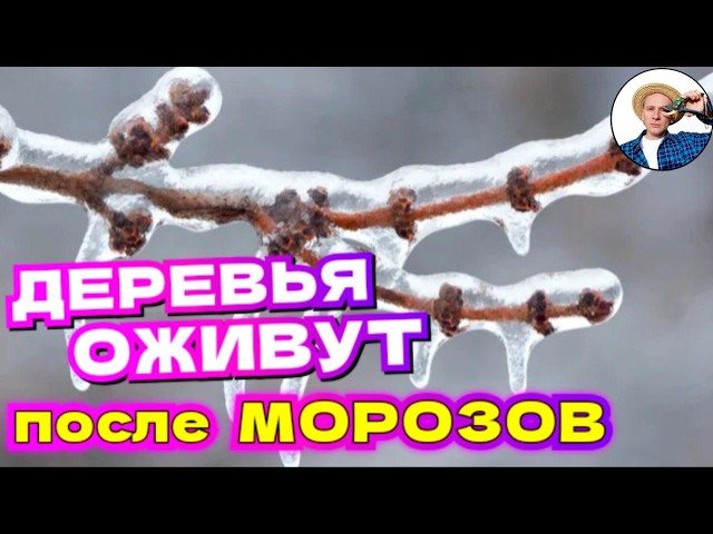 SAVE THE GARDEN AFTER FROSTS! What fertilizers to use in spring after a cold winter