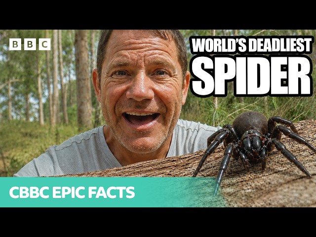 I found the WORLD'S MOST VENOMOUS SPIDER! | Deadly 60 | CBBC Epic Facts