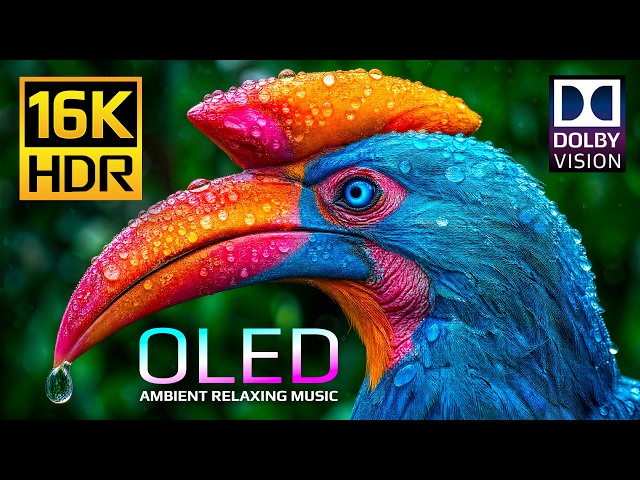 Ultimate Massive OLED Display Test Video 🌿 16K HDR 120fps Dolby Vision (4K • 8K Ultra HD TV)