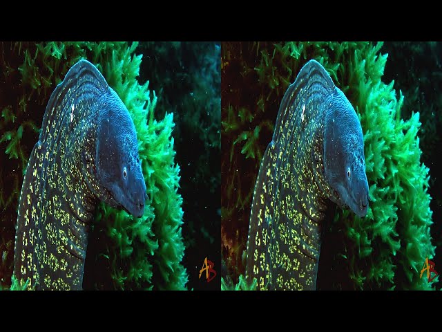 Underwater video of 2019 3D side by side