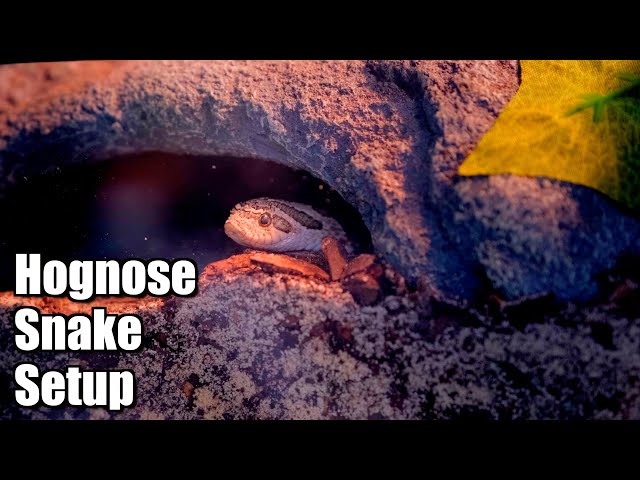 Hognose Snake Enclosure | Osiris Gets An Upgrade!