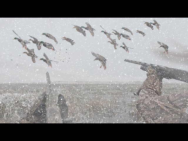 INSANE Blizzard Duck Hunt for Huge Mallards