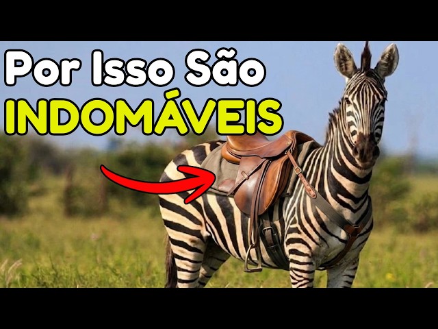 The Reason Why We CANNOT Domesticate ZEBRAS