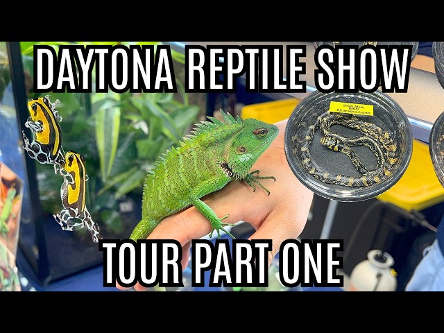The BEST Animals At The National Reptile Breeders Expo!! | Part One