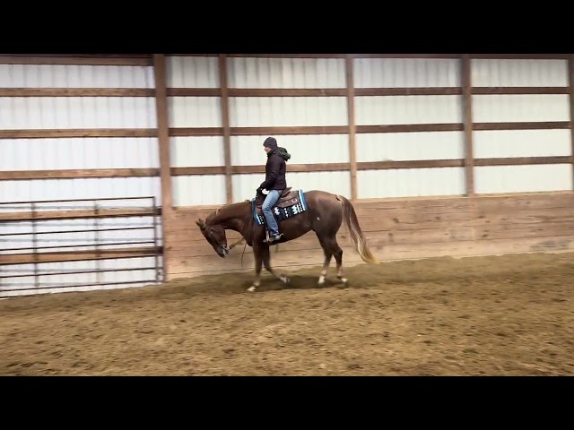 For Sale!! Tucker 3 year old AQHA gelding by The Lopin Machine