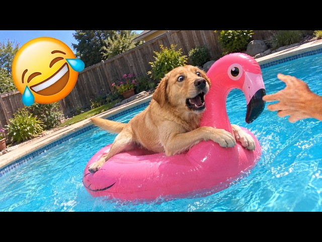 Los videos de animales más divertidos de 2026 😂 Animales que se pasan de la raya