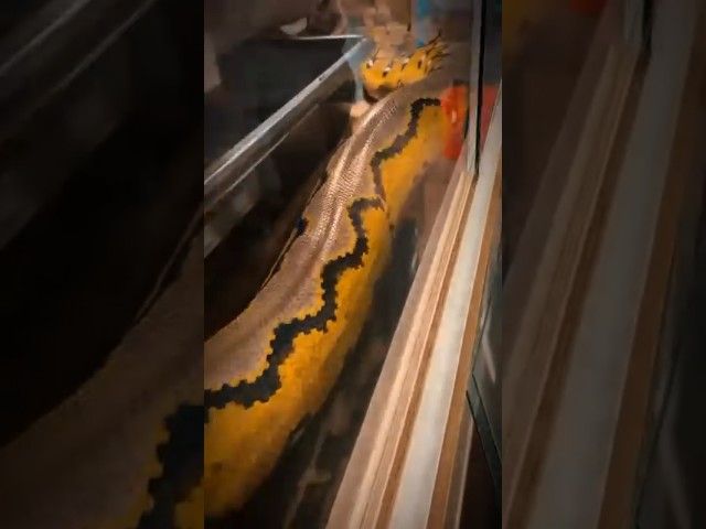 THIS GIRL IS MASSIVE! Length and weight video coming soon! #reticulatedpython #gooberspartyanimals