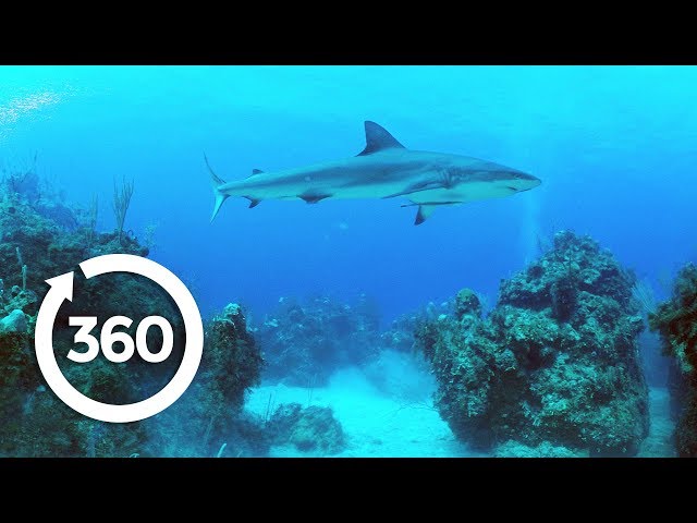 Protecting Ocean Anchor Species | Racing Extinction (360 Video)