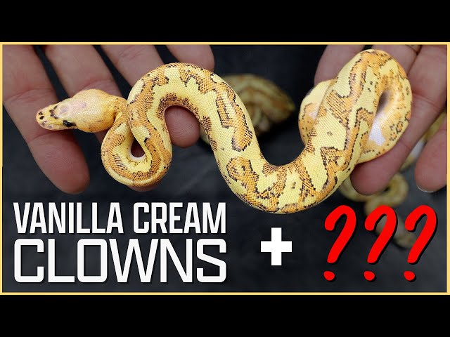 New Vanilla Cream Clown Combos!