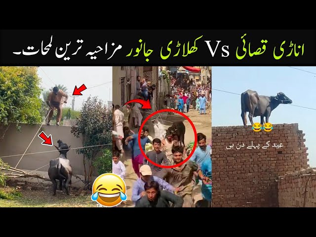 Anari Qasai Vs Khiladi Qurbani Animals Funny Videos Part 3 😂 | Funny Qurbani Animals 2026