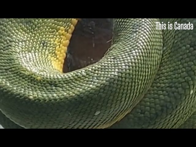 Extraordinary skin of a green tree python snake. 