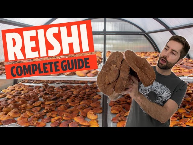Descubriendo los secretos del hongo más grande del mundo (Reishi, también conocido como Ganoderma...