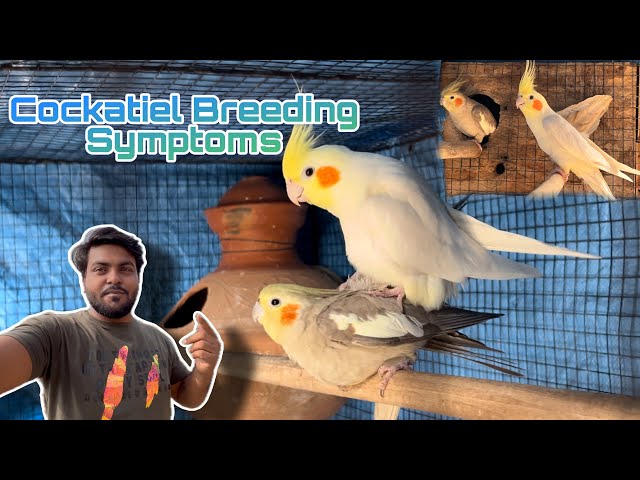 Cockatiel Birds Breeding Symptoms | Cockatiel Birds Eggs Laying Symptoms |