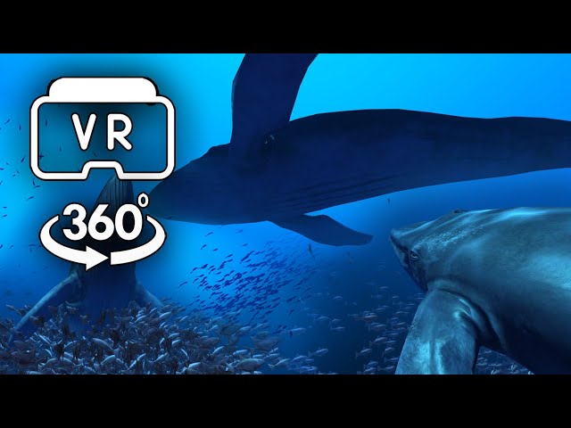 Underwater Whale Encounter - VR 360 Video 4K
