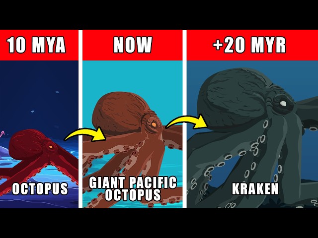 Kraken Origin Evolution: How Kraken Could Have Evolved