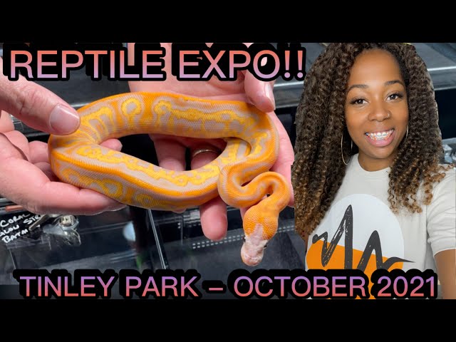 NARBC TINLEY REPTILE EXPO OCT. 2021 | 20TH ANNIVERSARY!! | BALL PYTHON BREEDER | PRECIOUS PYTHONS