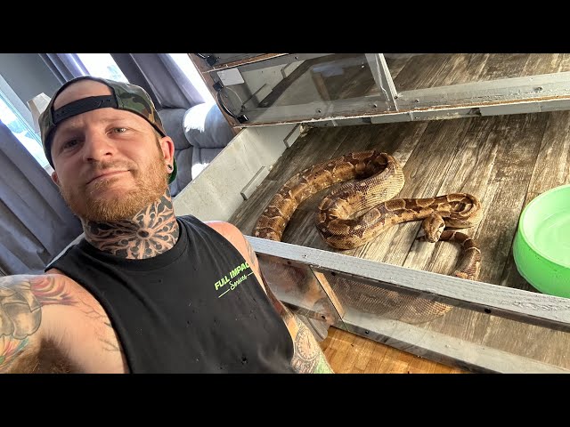 Detailing, medium and large snake enclosures 🫡