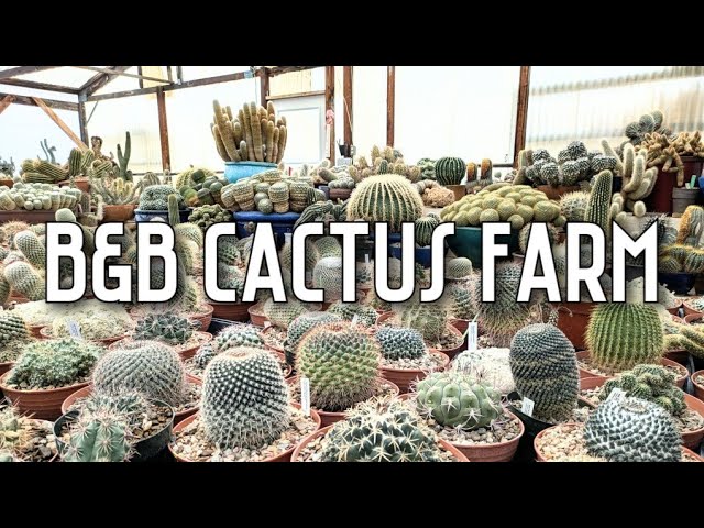 Cactus Shopping at B & B Cactus Farm | Incredible plant selection & specimens | Tucson, Arizona