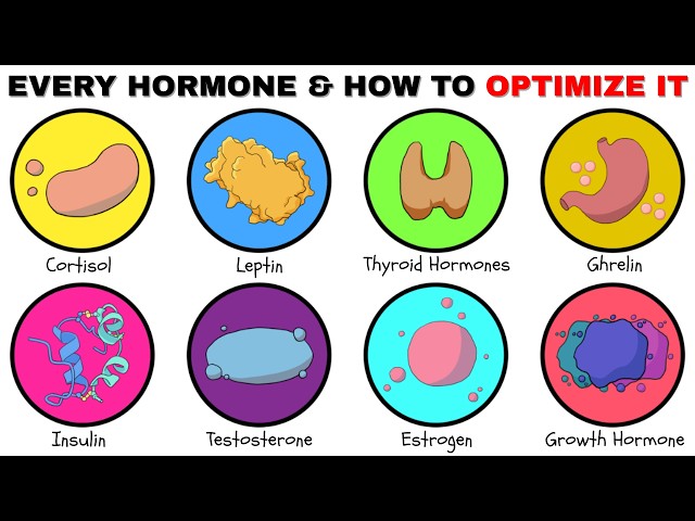 Every Hormone & How To Optimize Them Explained
