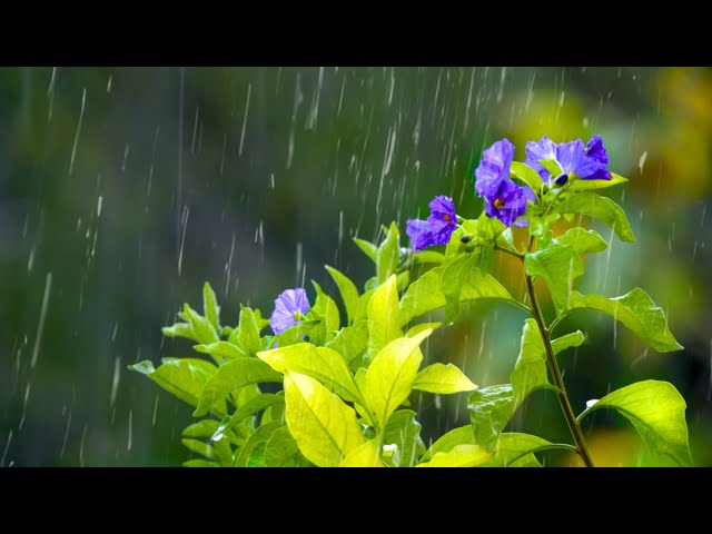 Relaxing Piano & Rain 🌧️ Radio