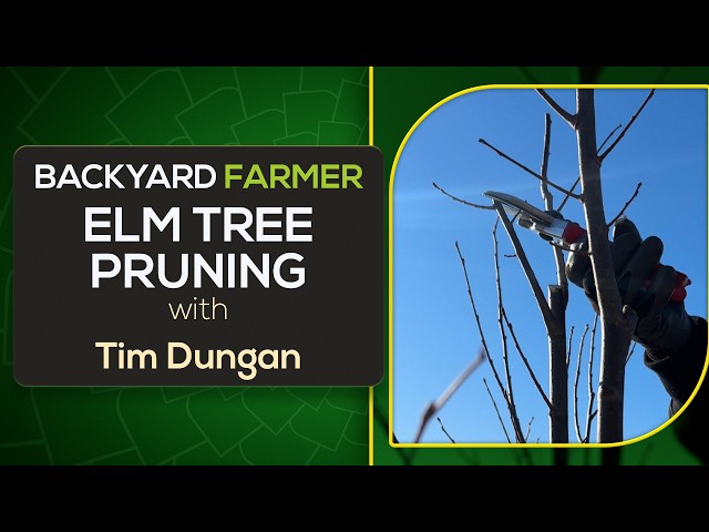 How to Prune an Elm Tree for Structure | Central Leader & Vase Shape Explained