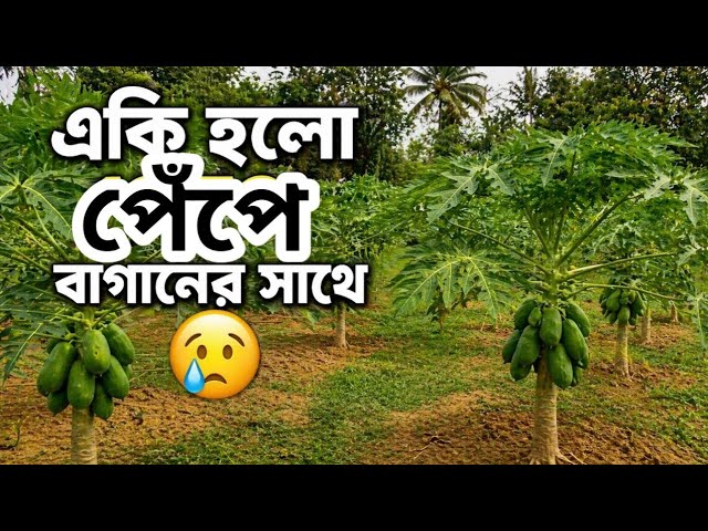 কি হলো? 😱 | পেঁপে গাছের সমস্যা সমাধান।Papaya Farming Tips #parvez_world #পেঁপে_চাষ 