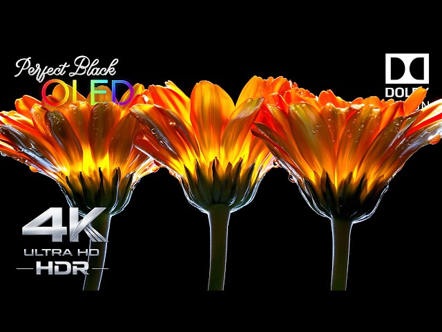 PERFECT BLACKS OLED Dolby Vision Demo 🔥 | 4K HDR 120FPS Ultra HD (8K/4K TV Test)