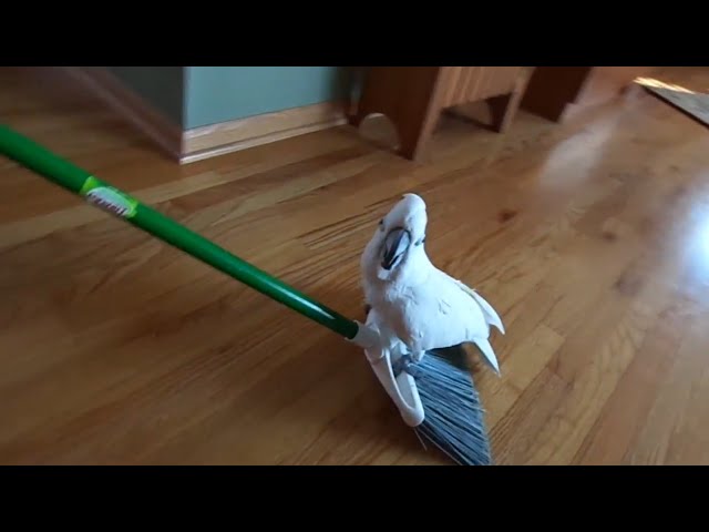 Try Not To Laugh | Funny Birds Video Compilation