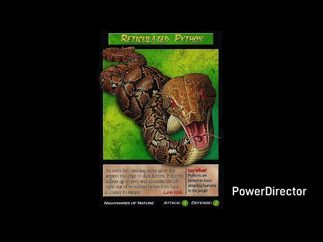 Weird N Wild Creatures J Paul Style Season 2 Episode 5 Reticulated Python 