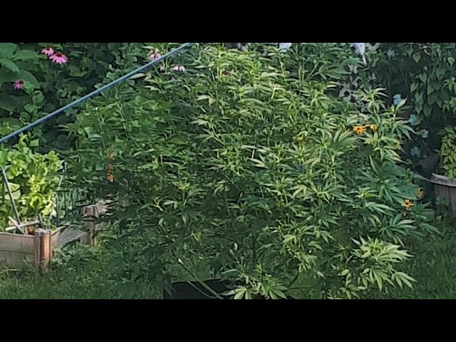 Cultivo en exterior 2026