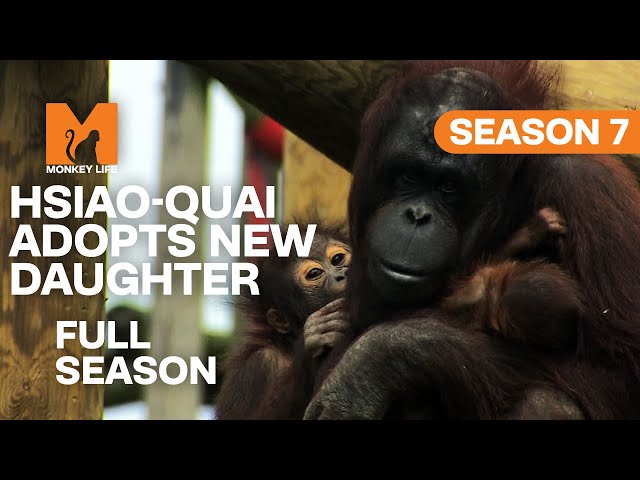 Hsiao-Lang's Gives Up Her Baby | Season 7 | Full Season | Monkey Life