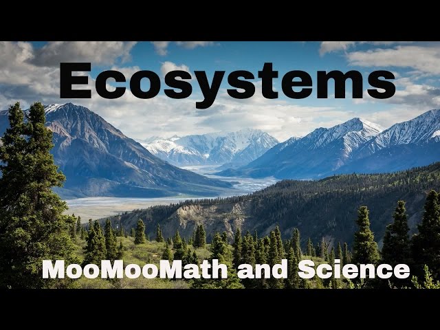 What are Ecosystems?