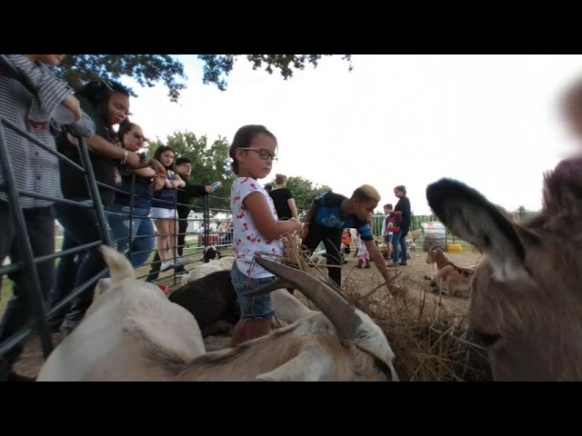 Twins visit Pumpkin farm: petting zoo