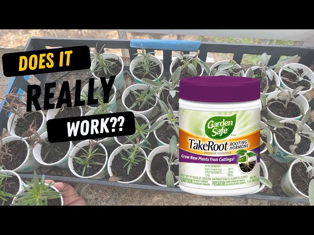 Rooting Hormone: Grow Plants From Cuttings