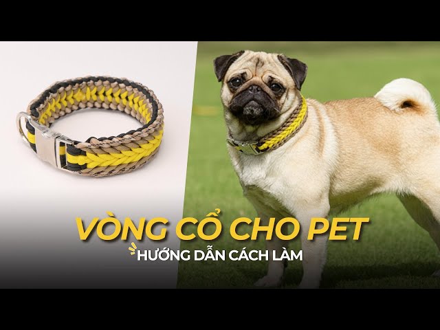 How To Make A Paracord Pet Collar | Easy DIY Tutorial