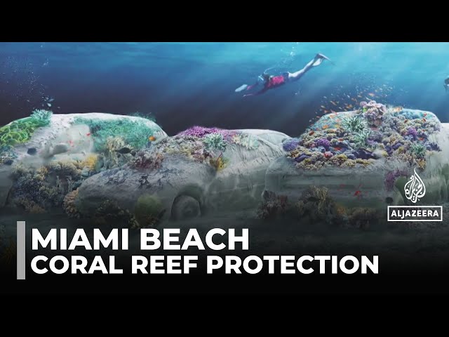 Cement cars form new coral reef park: Miami reef revival driven by art and science