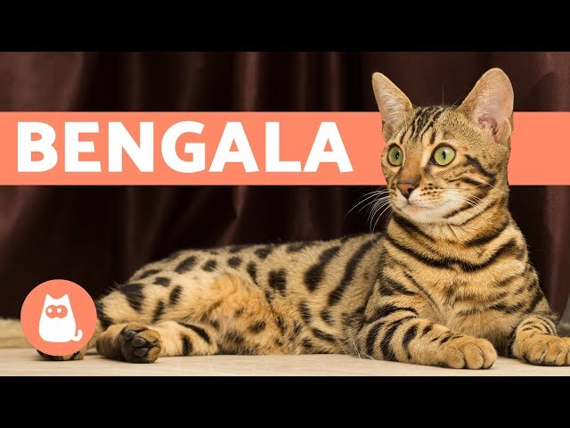 BENGAL CAT - CHARACTERISTICS AND CHARACTER