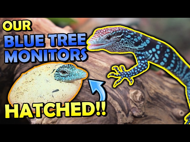 We Hatched One of the Rarest Lizards in the World!