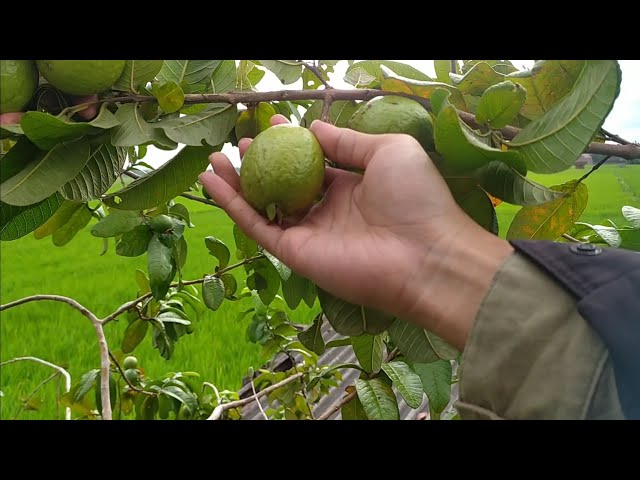 Petik Pepaya di Sawah Sendiri Untuk Sayur Bening | Jalan Becek Motor Hampir terjatuh di Persawahan