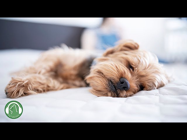 Dog's favorite music🐶Dog sleep music, Stress relief and Separation anxiety music, Stability music.