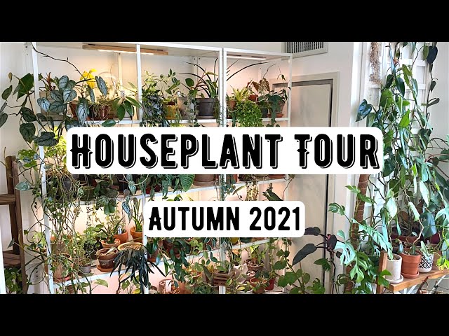Houseplant Tour (300+ Plants) | Autumn 2021