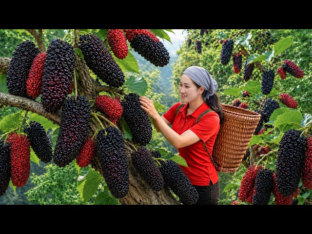 Harvesting Giant Mulberries to Sell at Village Market | Traditional Mulberry Wine Making